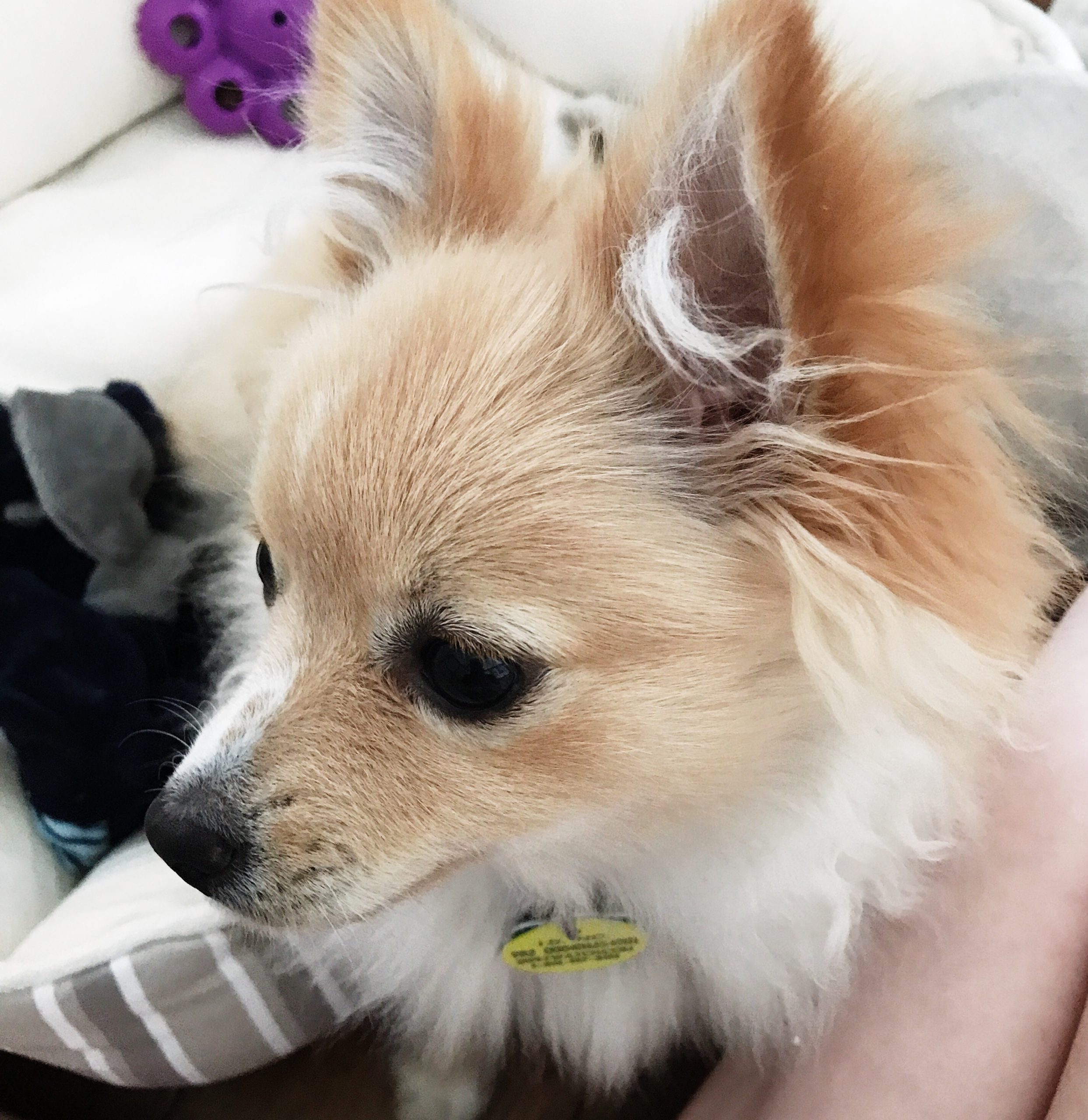 Pomeranian Adoption Rescue