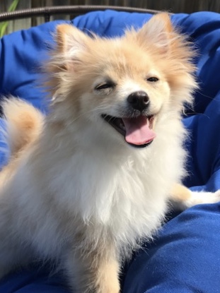 Pomeranian dog adoption