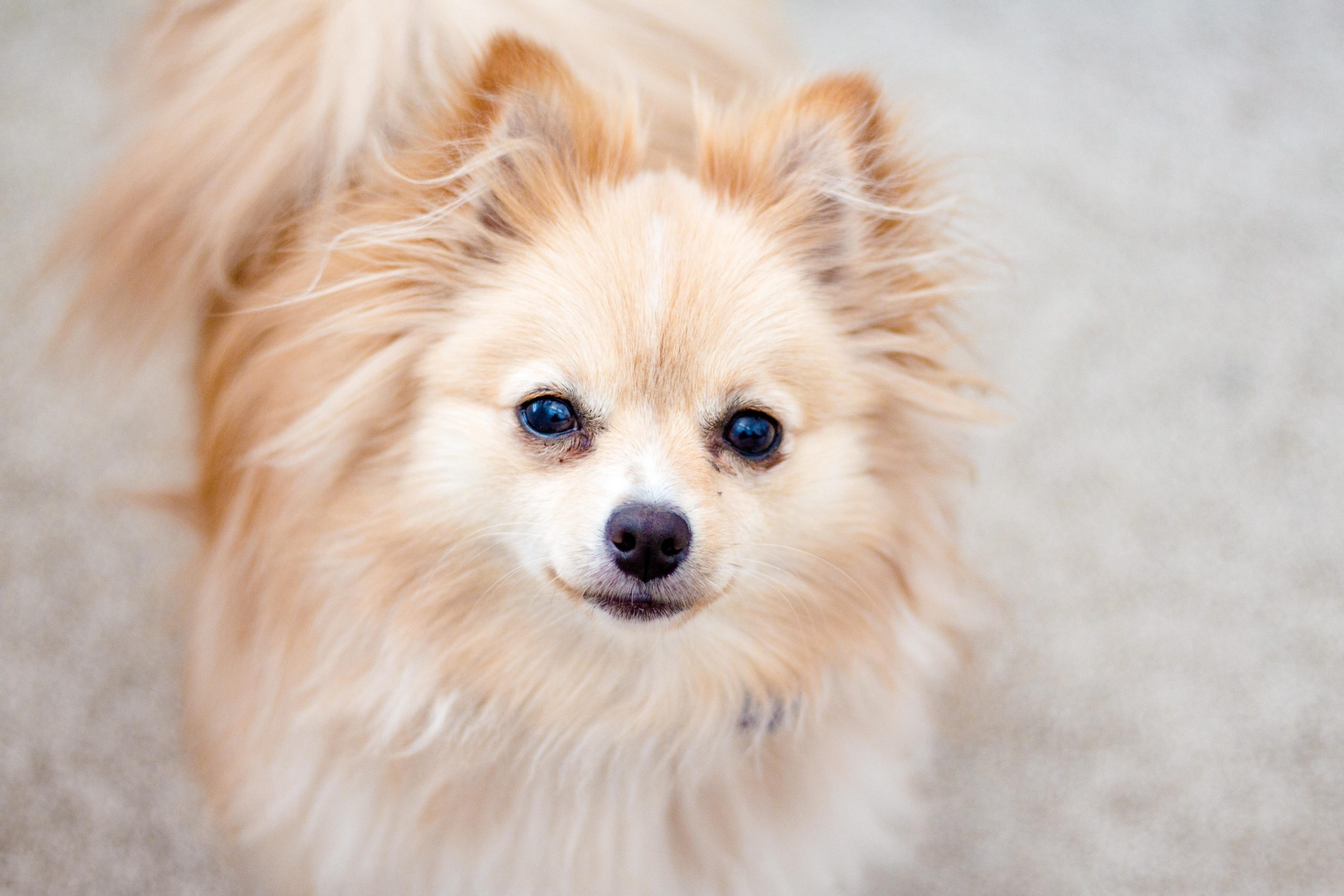 POMERANIAN puppy